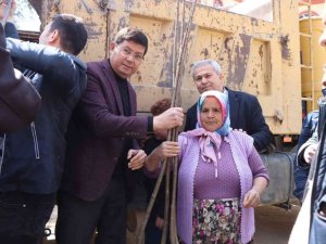 Nazilli Belediyesi’nden üreticilere 10 bin kestane fidanı