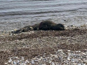 Yaralı Akdeniz Fok’u kurtarılamadı