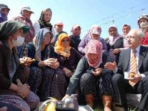Kılıçdaroğlu kadın çiftçilerle bağda buluştu