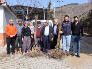 Nazilli’de 2. etap kestane fidanları dağıtıldı