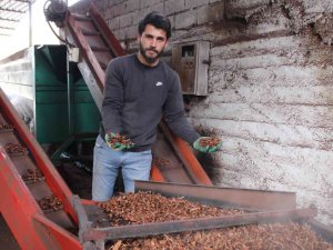 Altın değerindeki künarın zorlu yolculuğu başladı