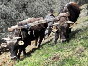Aydın’da öküzler ve kara saban teknolojiye meydan okuyor