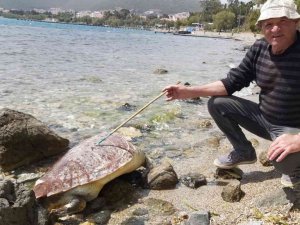 Datça’da caretta caretta kıyıya vurdu