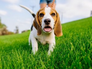 Köpek barınma alanları