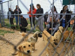 Öğrenciler Geçici Hayvan Bakımevini ziyaret etti