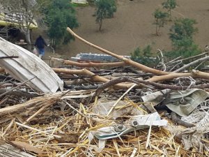 Maske atıkları, leylekleri tehdit ediyor