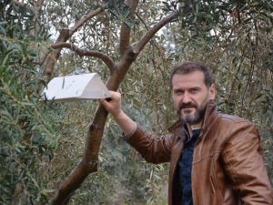 Zeytin ağaçlarında hastalık ve zararlıların tespiti için tuzak asılıyor