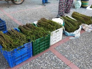 Aydın’da Sarmaşık otu yok satıyor