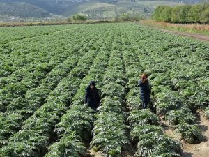 Aydın’ın enginarları hastalıktan korunuyor