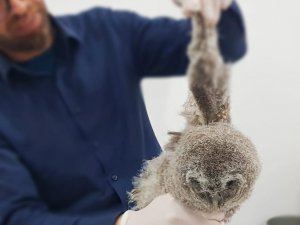 Yavru alaca baykuş tedavi altına alındı