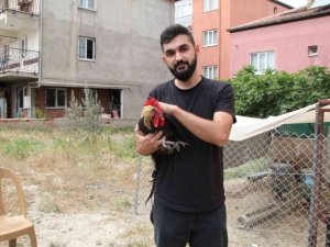 Dünyaya ün salan bayılan horozdan üzen haber