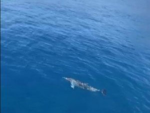 Tur teknesine eşlik eden yunus böyle görüntülendi