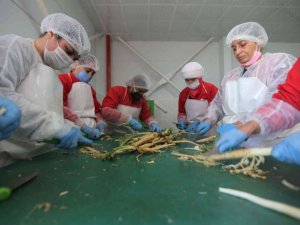 Efelerli kadınlar 7 ton şevketibostan işledi