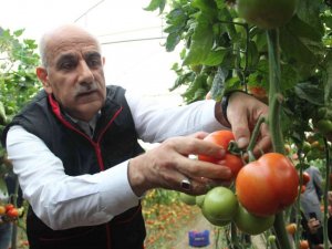 Bakan Kirişci, Antalya’da sarı çizme giyip serada domates topladı