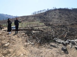 Karacasu’da yanan ormanlık alanları yeşillendirme çalışmaları devam ediyor