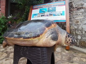 Aydın’da yavru sansar yaşama tutundu