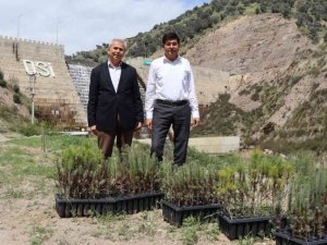 İsabeyli’de 500 fidan toprakla buluştu