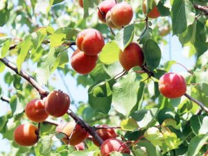 Erkenci kayısılar hasat için gün sayıyor