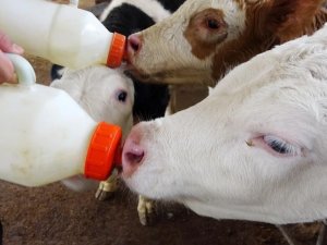 Aydın’da 48 milyonluk çiğ süt ve buzağı desteği ödemesi