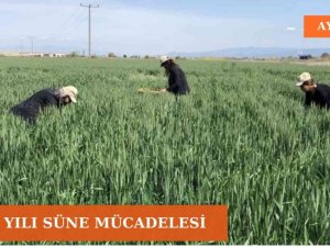Aydın’da süne mücadelesi devam ediyor