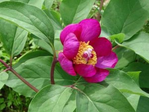 Dünyanın en pahalı çiçeği