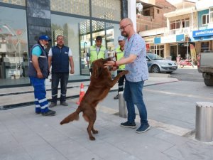 Aydın Büyükşehir Belediyesi, Koçarlı Belediyesi ile sokak hayvanları için ortak çalışma yapıyor