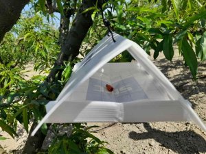 Şeftali bahçelerinde zararlı kontrolleri yapılıyor