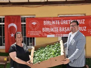 1 milyon 153 bin Ata Tohumu’ndan fide Muğla çiftçisiyle buluştu