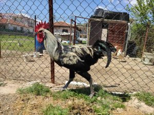 Bayılan horozun akrabaları ilgi odağı oldu