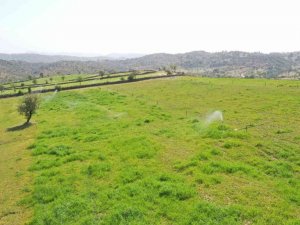 Aydın Büyükşehir Belediyesi, kurak toprakları hayata döndürdü