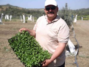 Aydın’da "Ata Tohumları Projesi" büyümeye devam ediyor