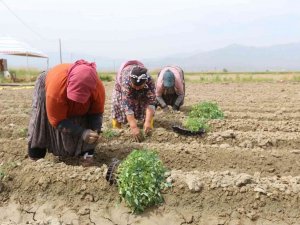 Efeler Belediyesi’nin tarım ürünlerini çeşitleniyor
