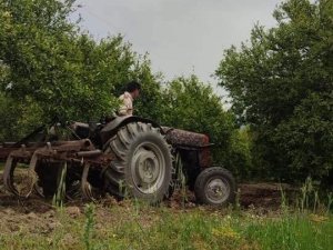 Köyceğiz’de narenciye bahçelerinde bakım çalışmaları sürüyor