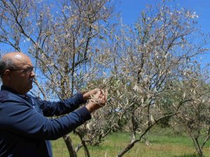 Zeytin ağaçlarında korkutan kuruma