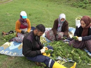 Her derde deva heliz otunu toplama mesaisi başladı