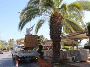 Aydın’da kırmızı palmiye böceği kontrolleri yapılıyor