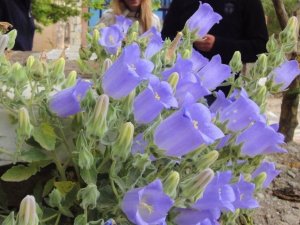 Bu çiçeği koparmak cesaret ister