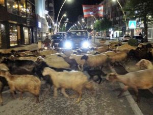 Trafik durdu, koyun sürüsü geçti