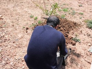 "Hırsızlık" davasında 30 fidan dikme şartıyla uzlaştılar