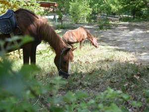 Yayla turizminin yeni adresi yeni sezona hazır