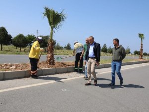 Didim Belediyesi, 250 adet palmiye ağacının dikimini gerçekleştiriyor