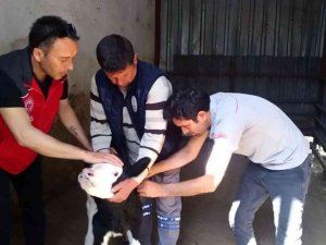 Muğla’da ‘Buzağım doğdu’ ihbar hattı