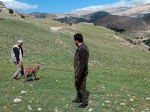 Dağ keçileri tedavilerinin ardından doğaya bırakıldı