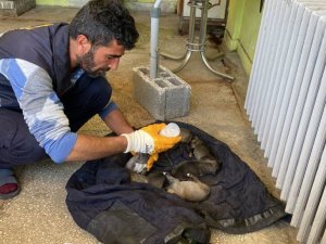 Çöp konteynerinin yanında buldukları yavru köpekleri biberonla beslediler