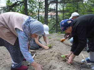 Domates fideleri Gönül Köşkü Huzurevi’ne dikildi