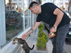 Sinoplu esnaf mahalledeki kedilere sahip çıkıyor