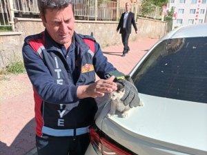 Aracın alt kısmına sıkışan kediyi itfaiye çıkarttı