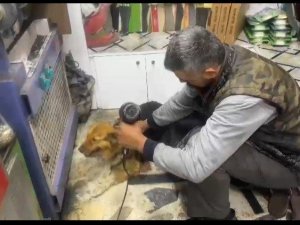 Yağmurda ıslanan sokak köpeğini fön makinesiyle kuruladı
