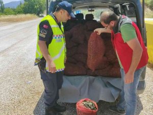 Muğla’da 1,5 ton kaçak midye ele geçirildi