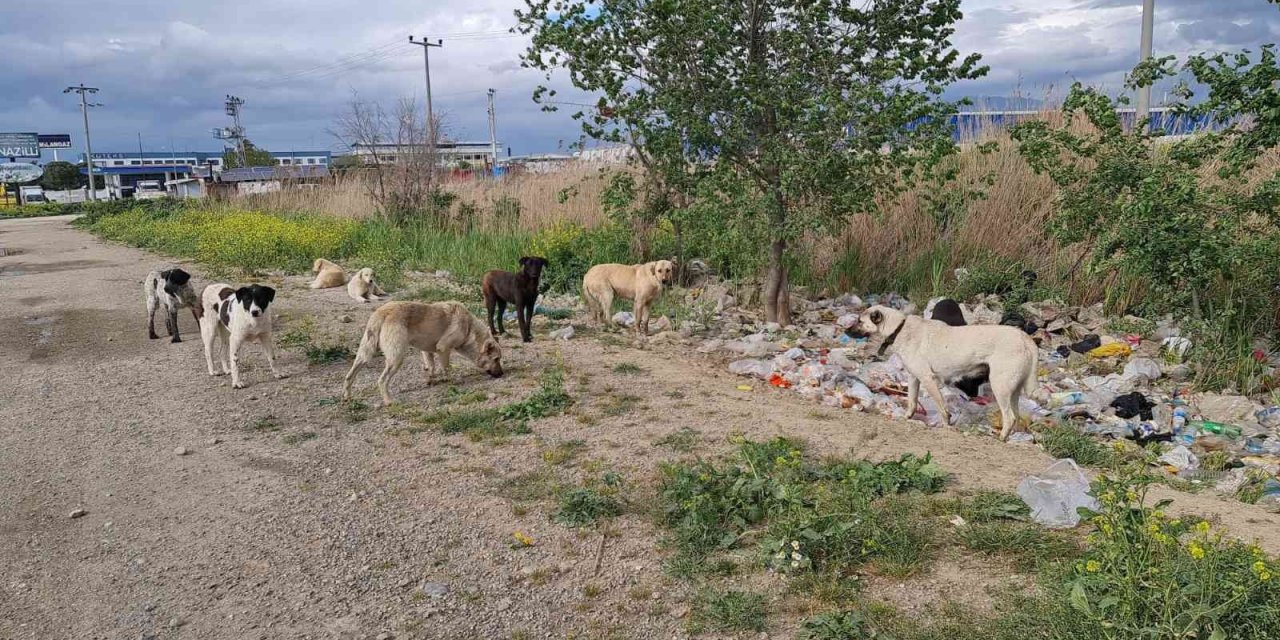 Aydın’da başıboş köpekler hem yayaların hem de sürücülerin korkulu rüyası haline geldi